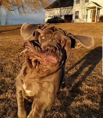 unflattering-dog-photo-challenge-facebook-5f743a55d039d  700