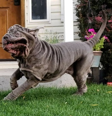 unflattering-dog-photo-challenge-facebook-5f743d3662336  700