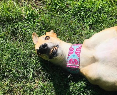 unflattering-dog-photo-challenge-facebook-5f74479aa3b0c  700