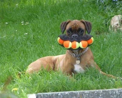 dogs-the-happiest-things-on-four-legs-11